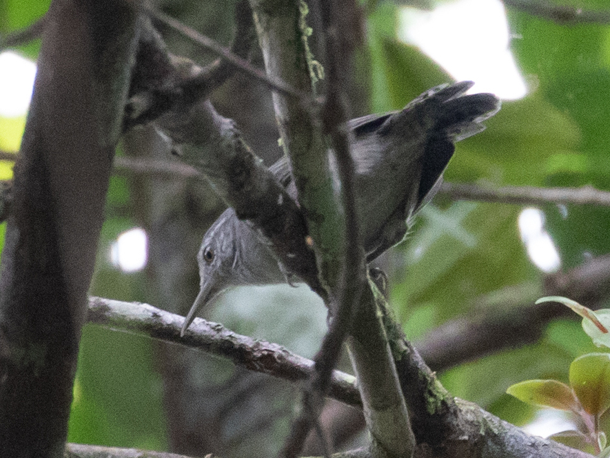Grey Wren