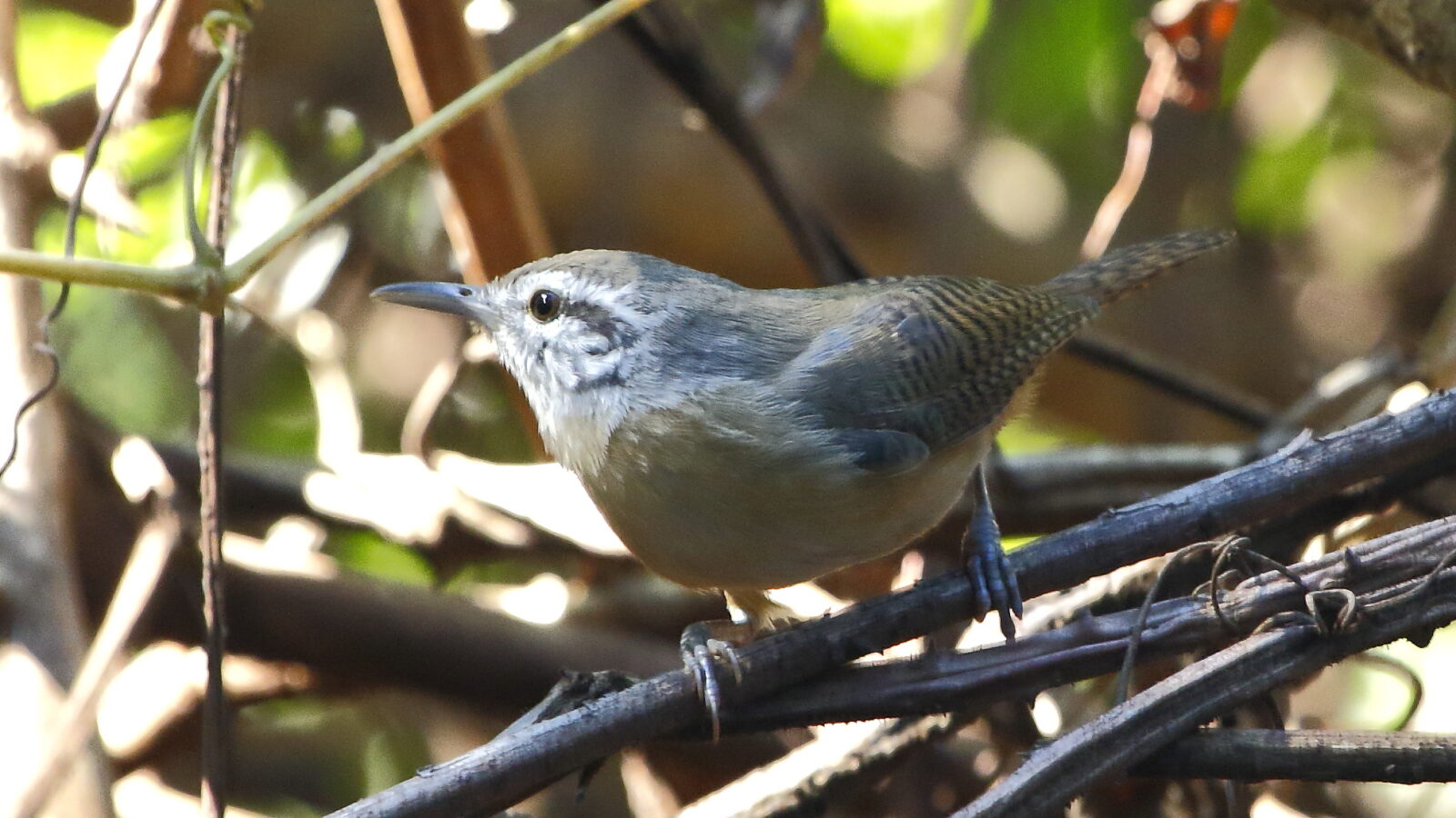 Fawn-breasted Wren