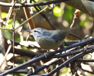 Fawn-breasted Wren