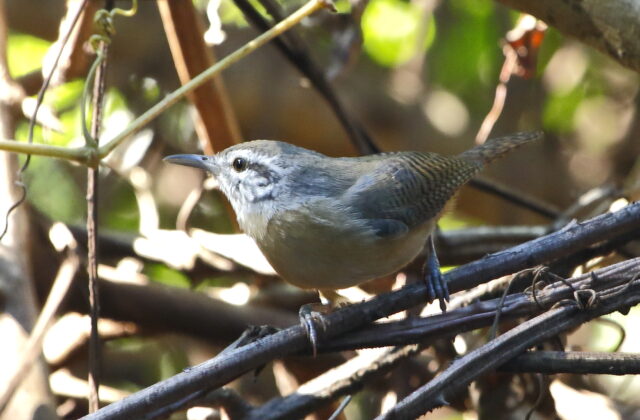 Fawn-breasted Wren