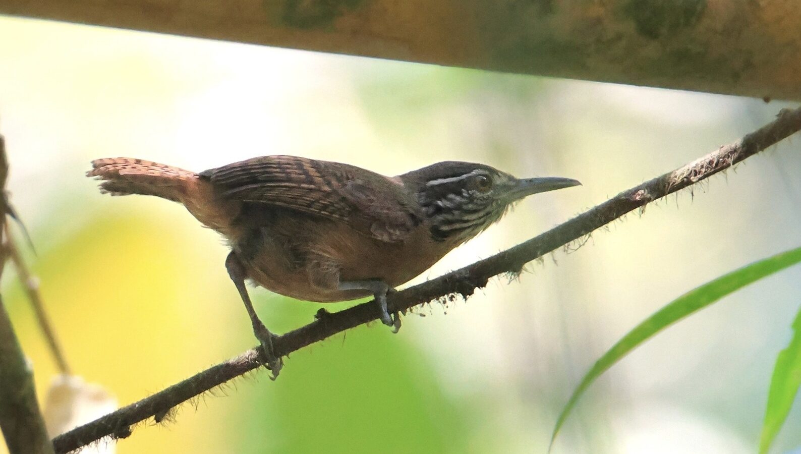 Stripe-throated Wren
