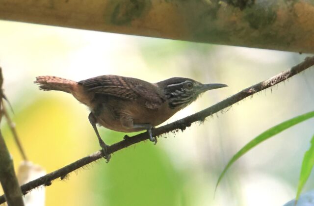 Stripe-throated Wren