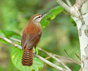 Long-billed Wren