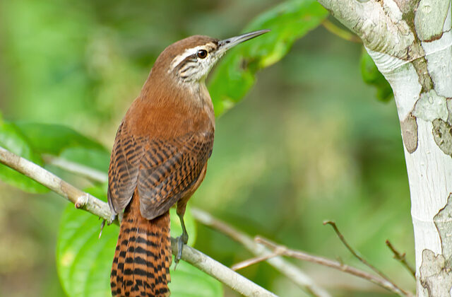 Long-billed Wren
