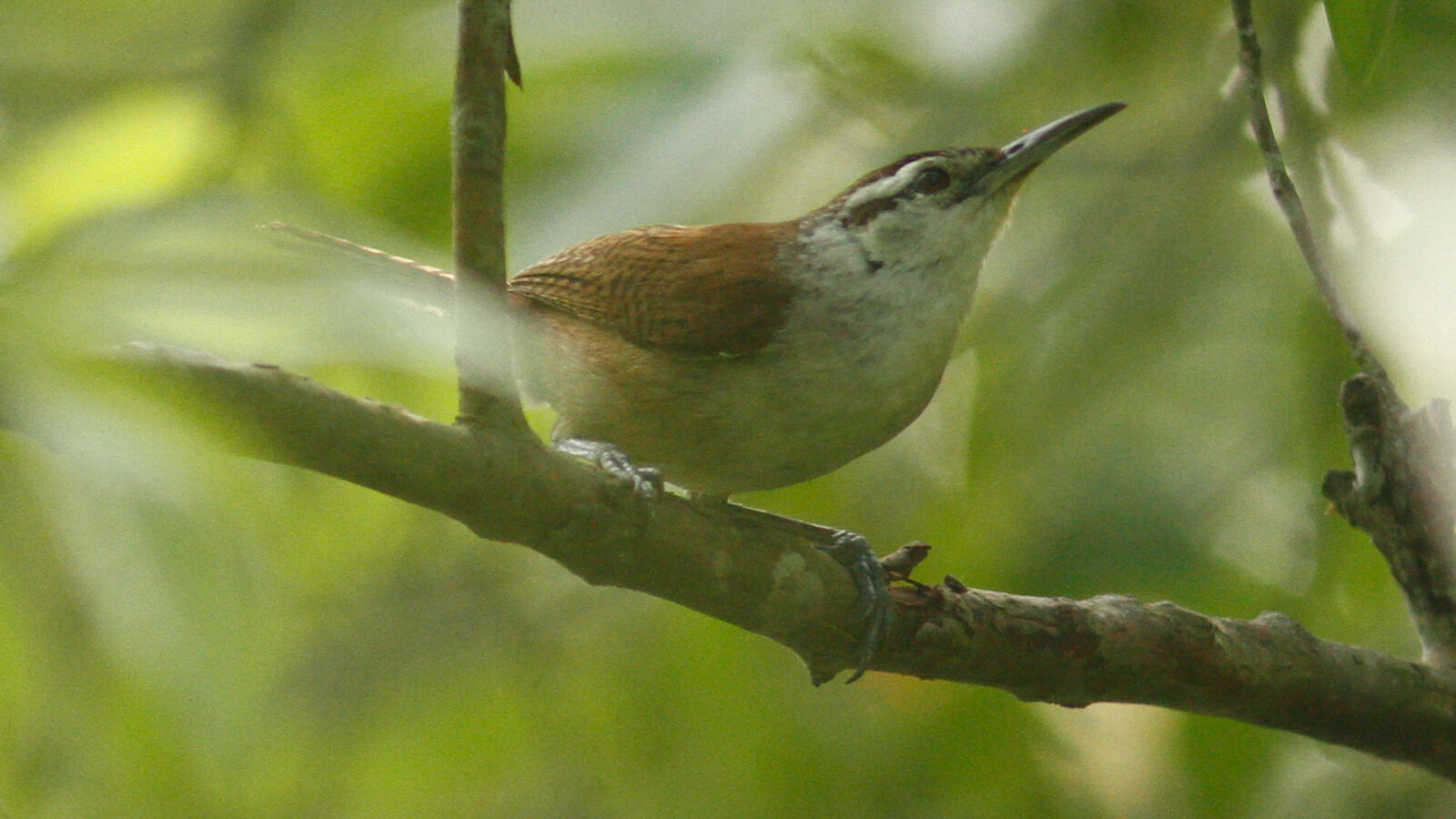 Superciliated Wren
