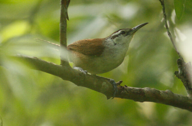 Superciliated Wren