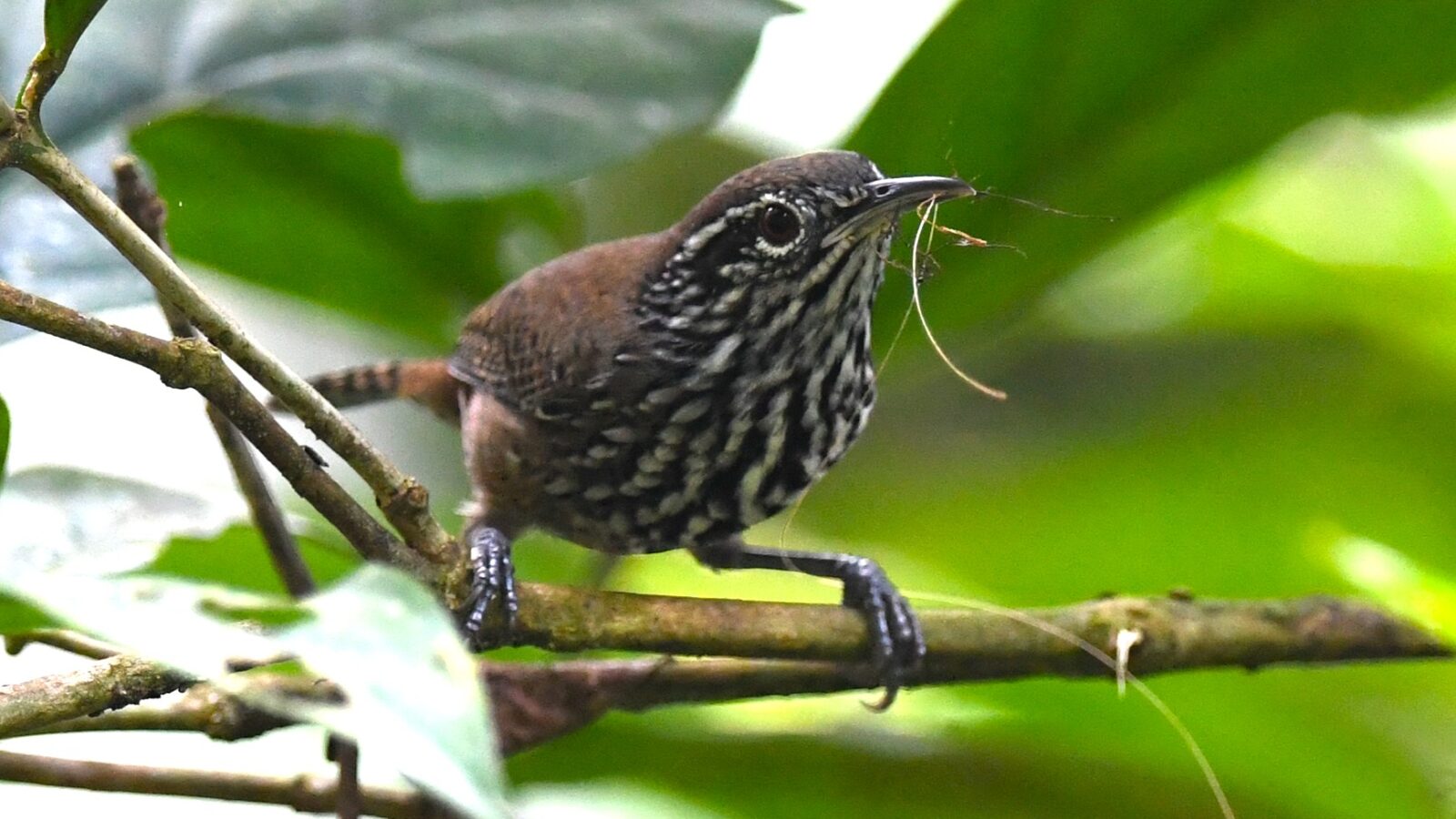 Stripe-breasted Wren