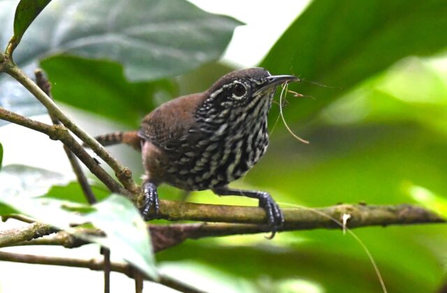 Stripe-breasted Wren