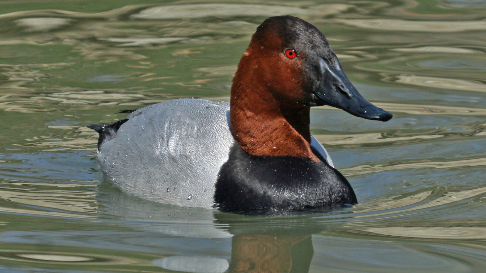 Canvasback