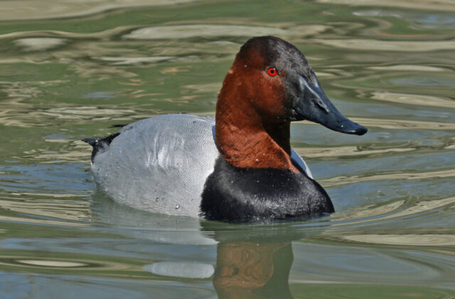 Canvasback