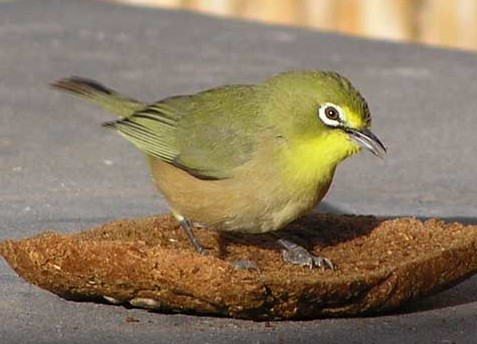 Orange River White-eye