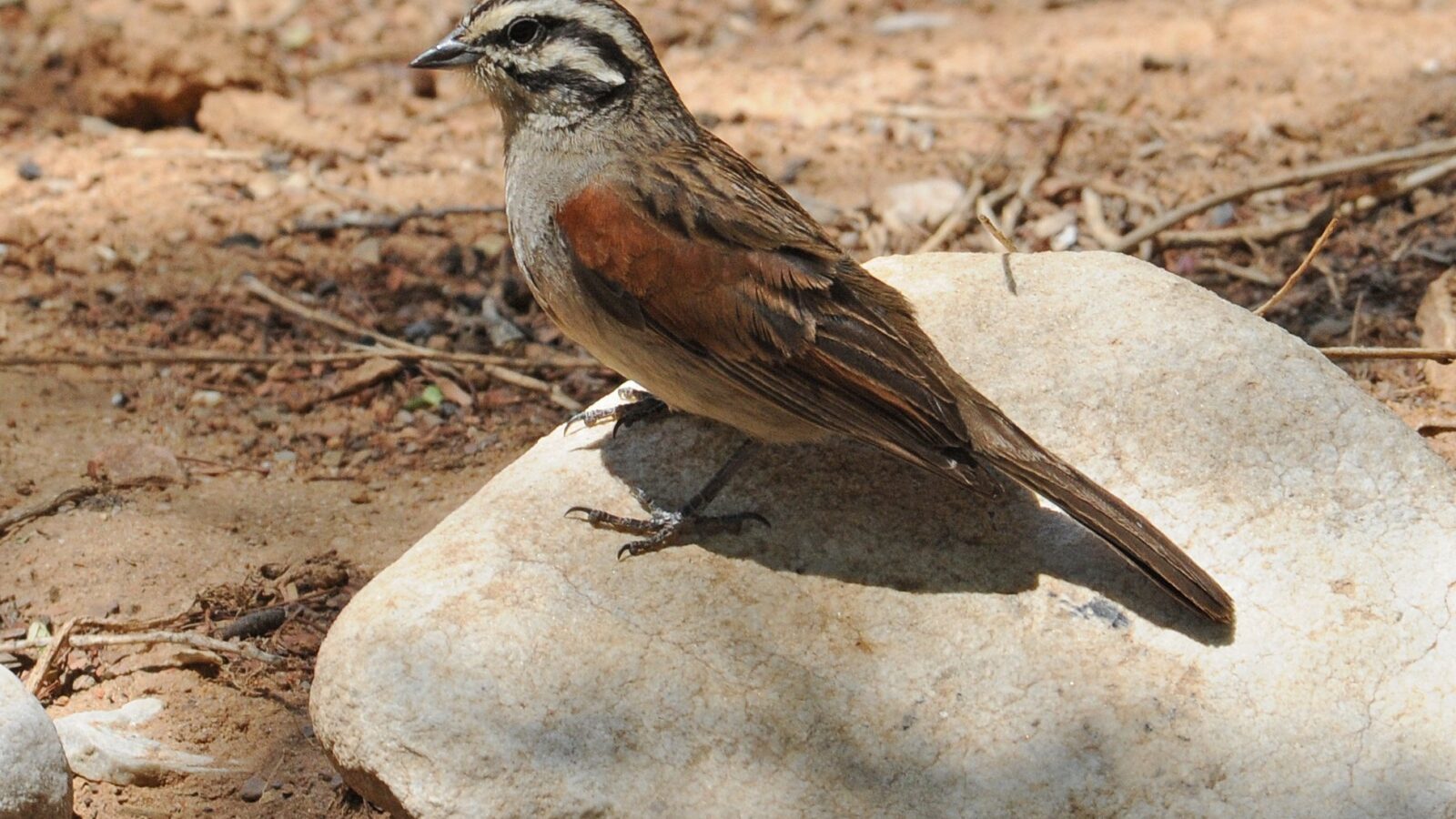 Cape Bunting