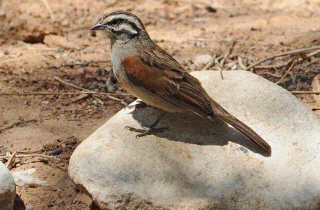Cape Bunting