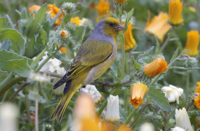 Cape Canary