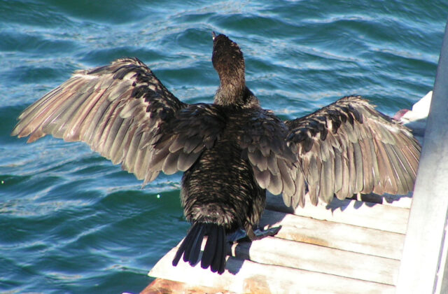 Cape Cormorant