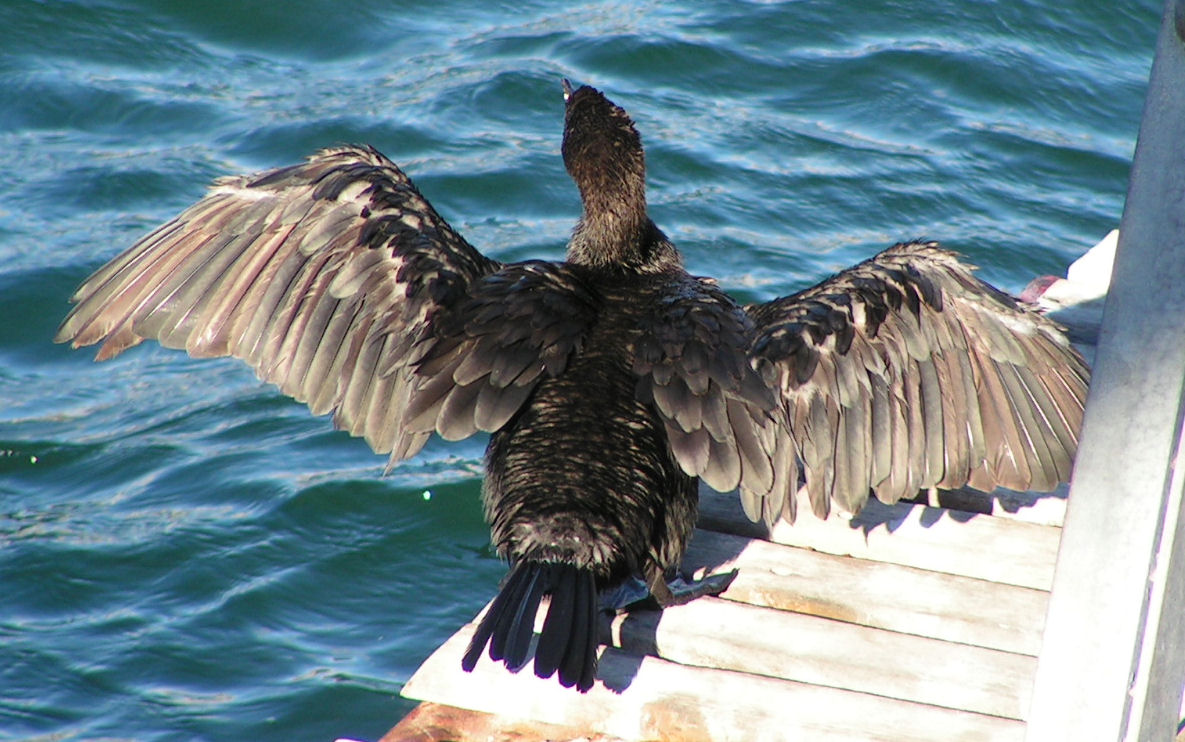 Cape Cormorant