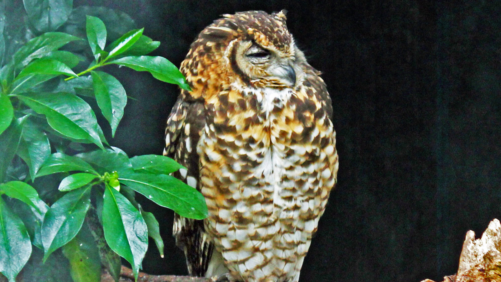 Cape Eagle-Owl