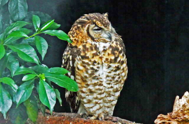 Cape Eagle-Owl