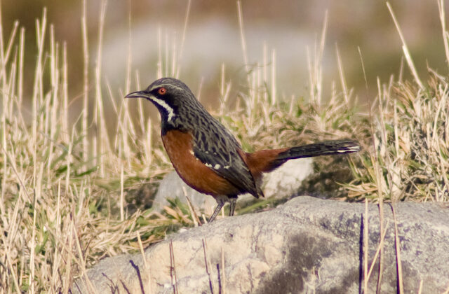 Cape Rockjumper