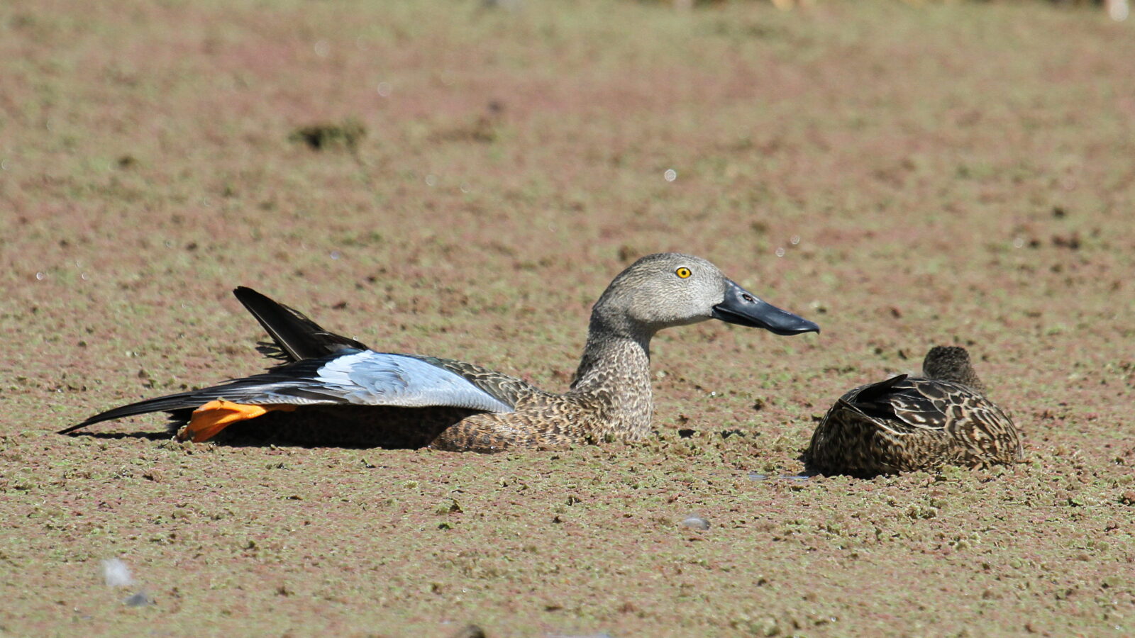 Cape Shoveler