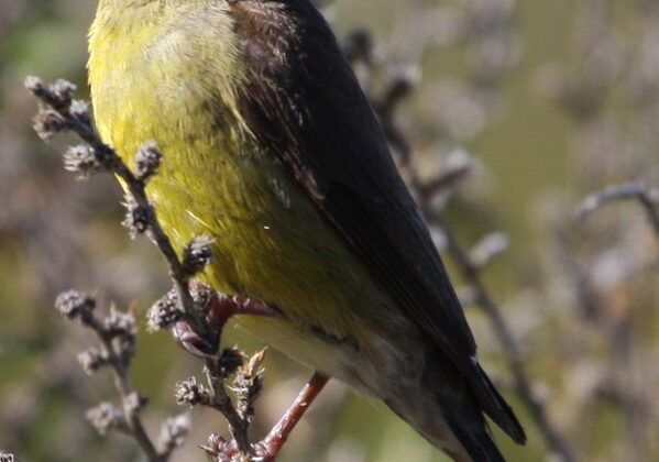 Cape Siskin