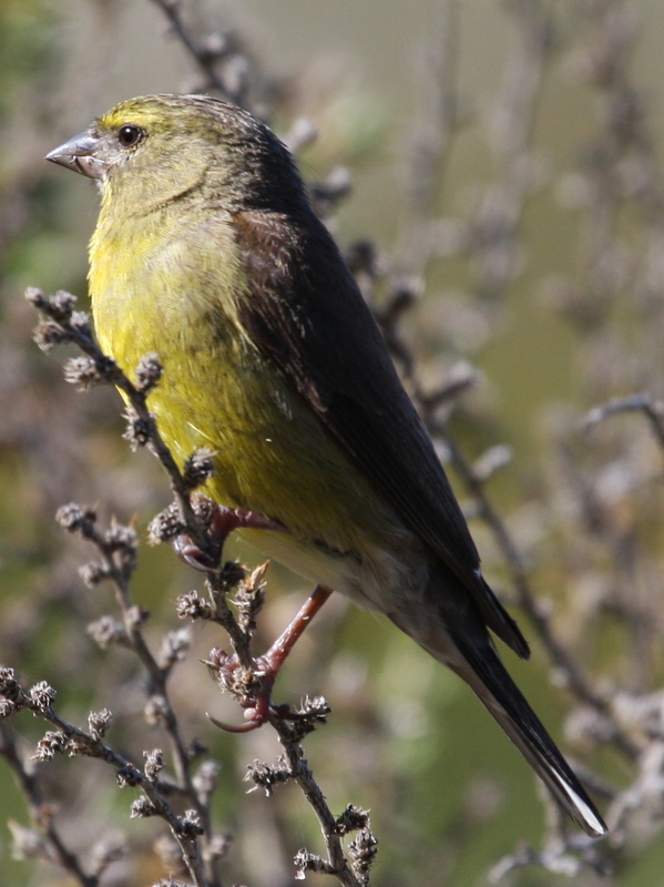 Cape Siskin