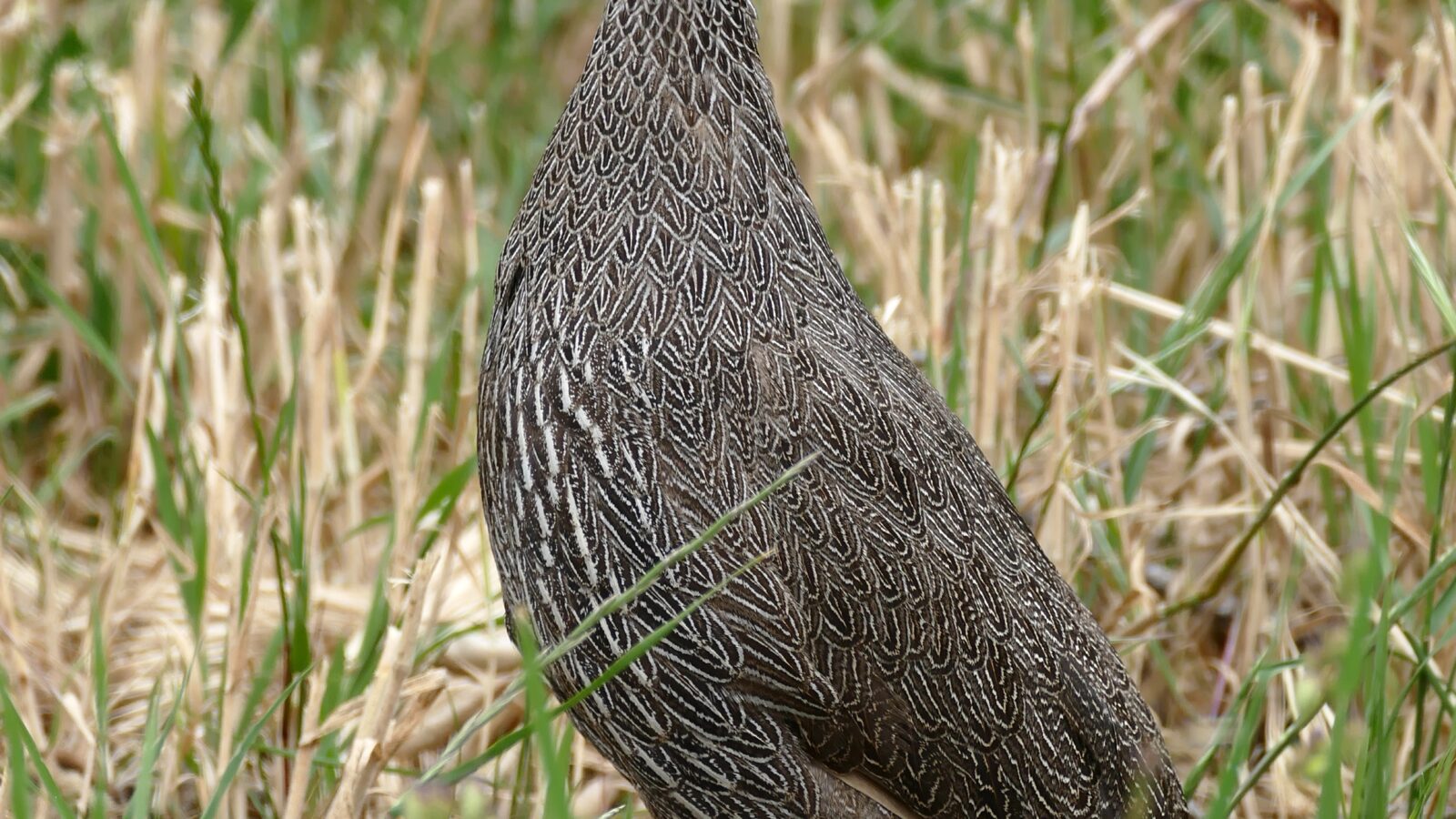 Cape Spurfowl