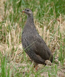 Cape Spurfowl