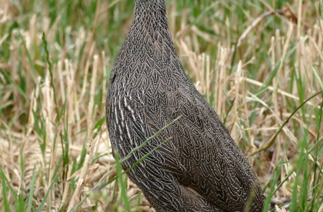 Cape Spurfowl