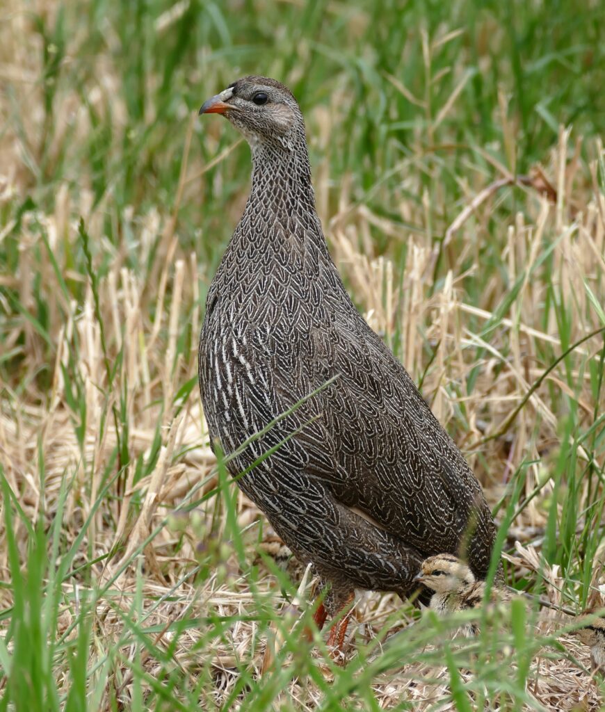 Cape Spurfowl
