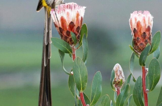 Cape Sugarbird