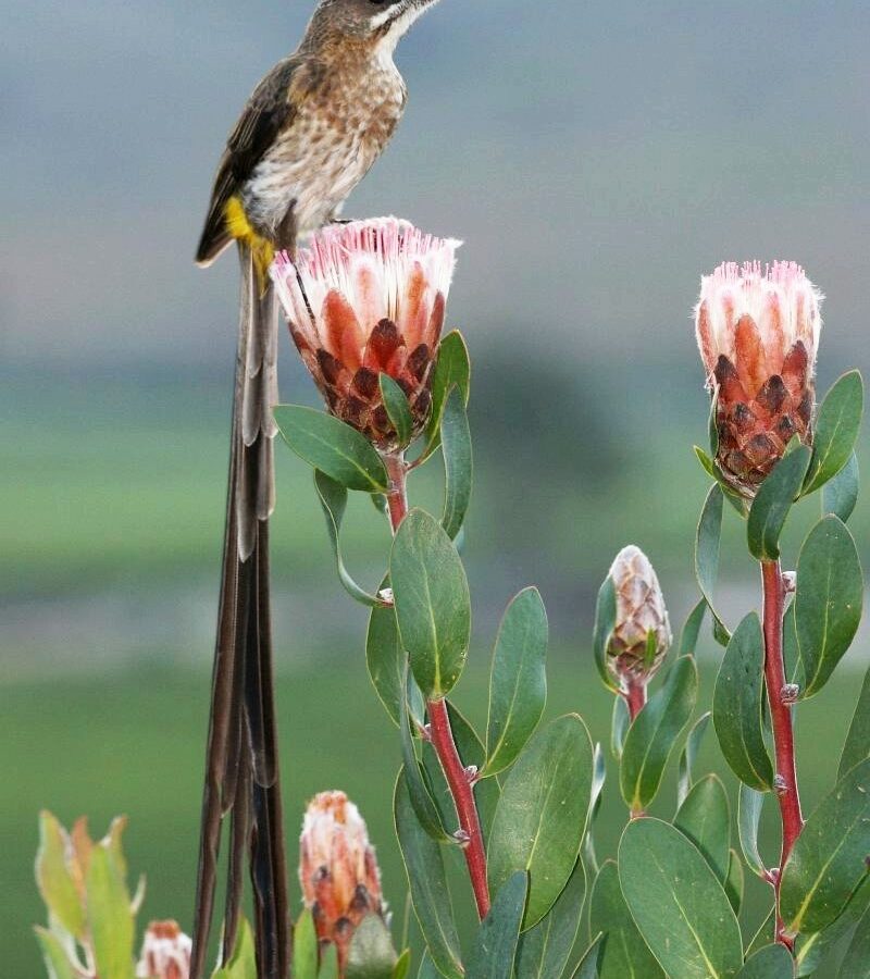 Cape Sugarbird