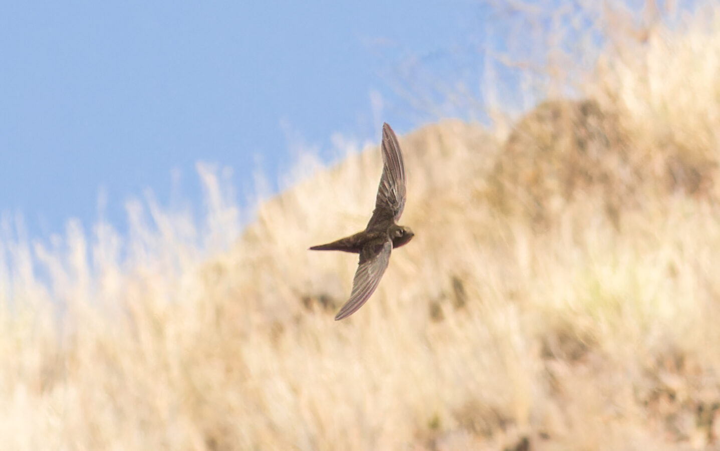 Cape Verde Swift