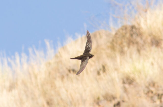Cape Verde Swift