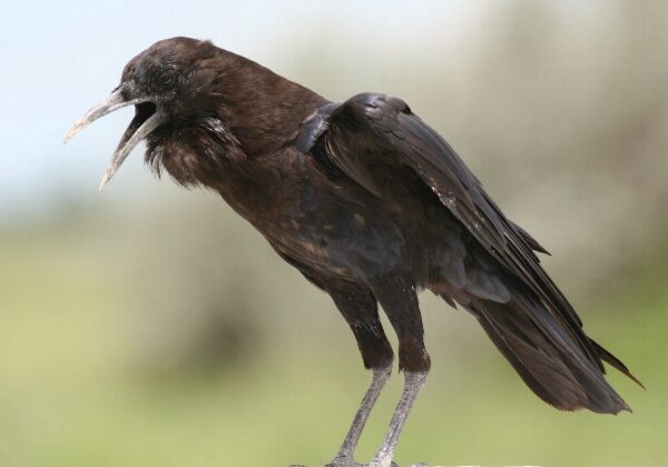 Cape Crow
