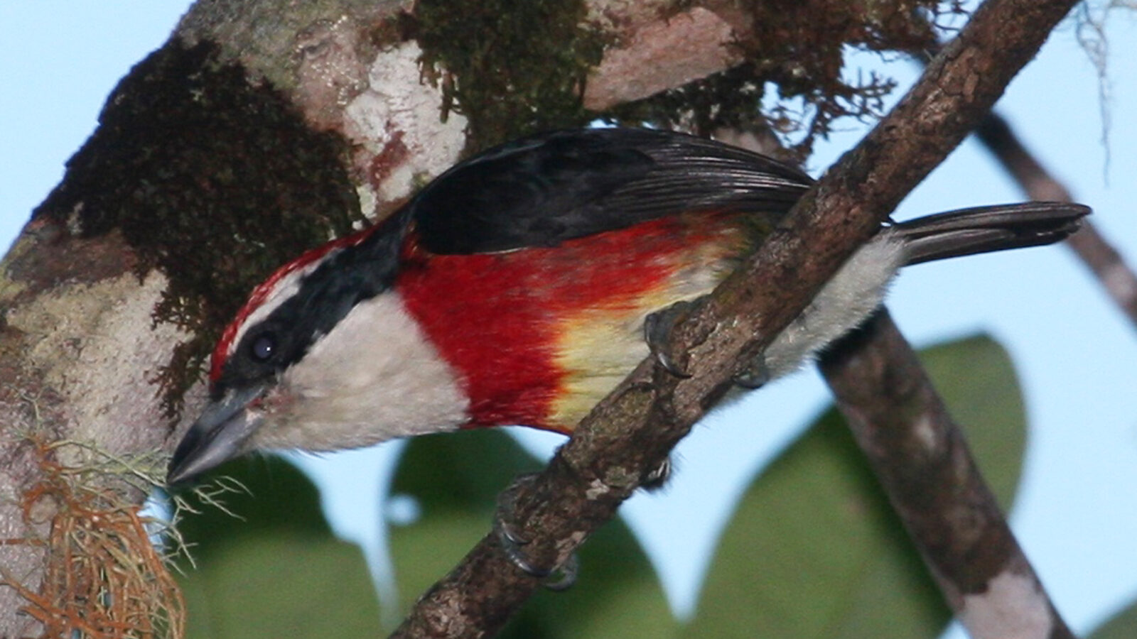 Sira Barbet