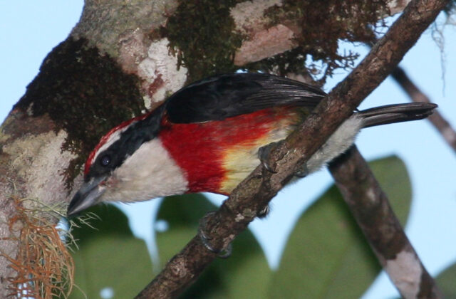 Sira Barbet