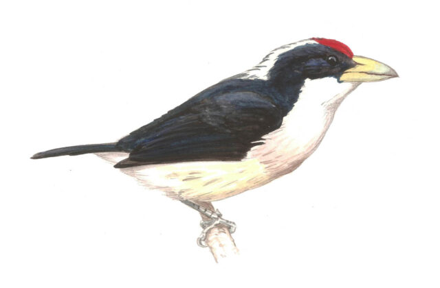 White-mantled Barbet