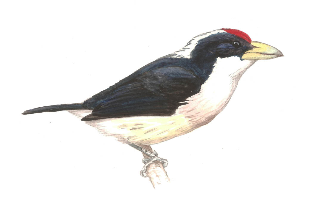 White-mantled Barbet