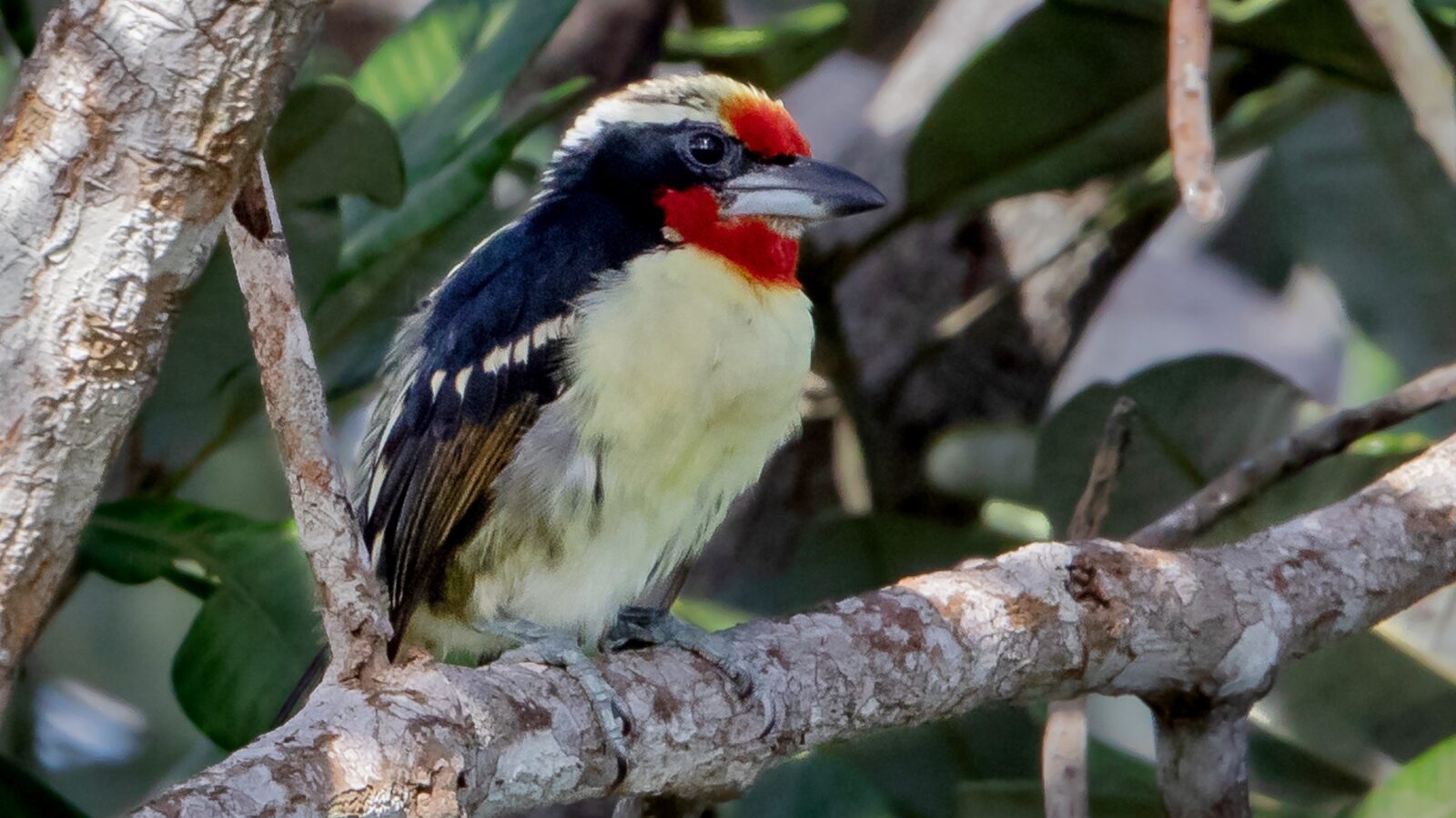 Black-spotted Barbet
