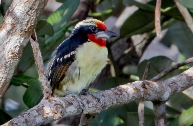 Black-spotted Barbet