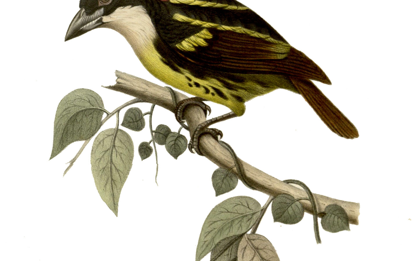 Five-colored Barbet