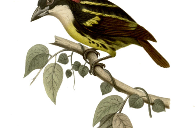 Five-colored Barbet