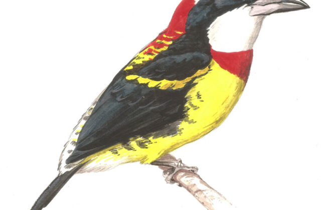 Scarlet-banded Barbet