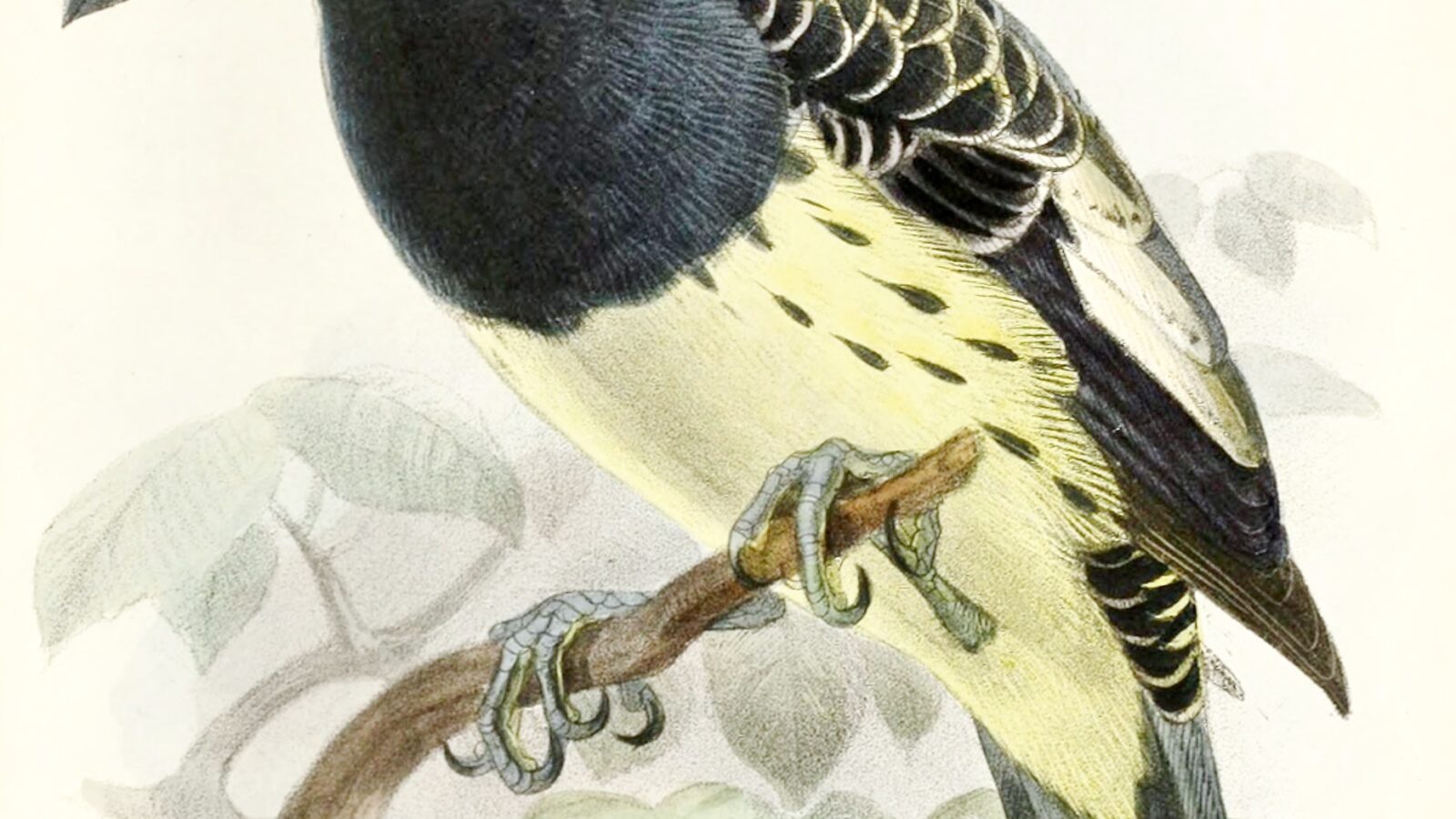 Orange-fronted Barbet