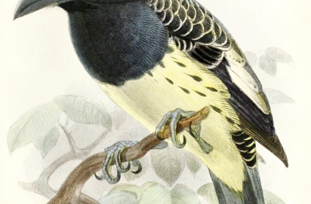 Orange-fronted Barbet