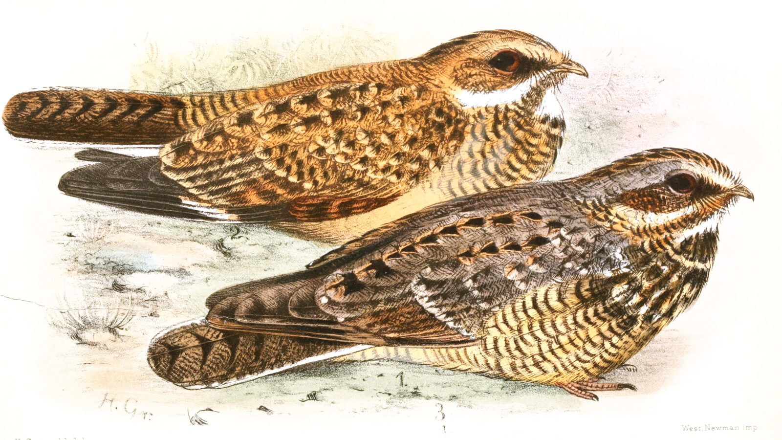 Swamp Nightjar