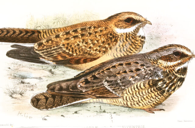 Swamp Nightjar