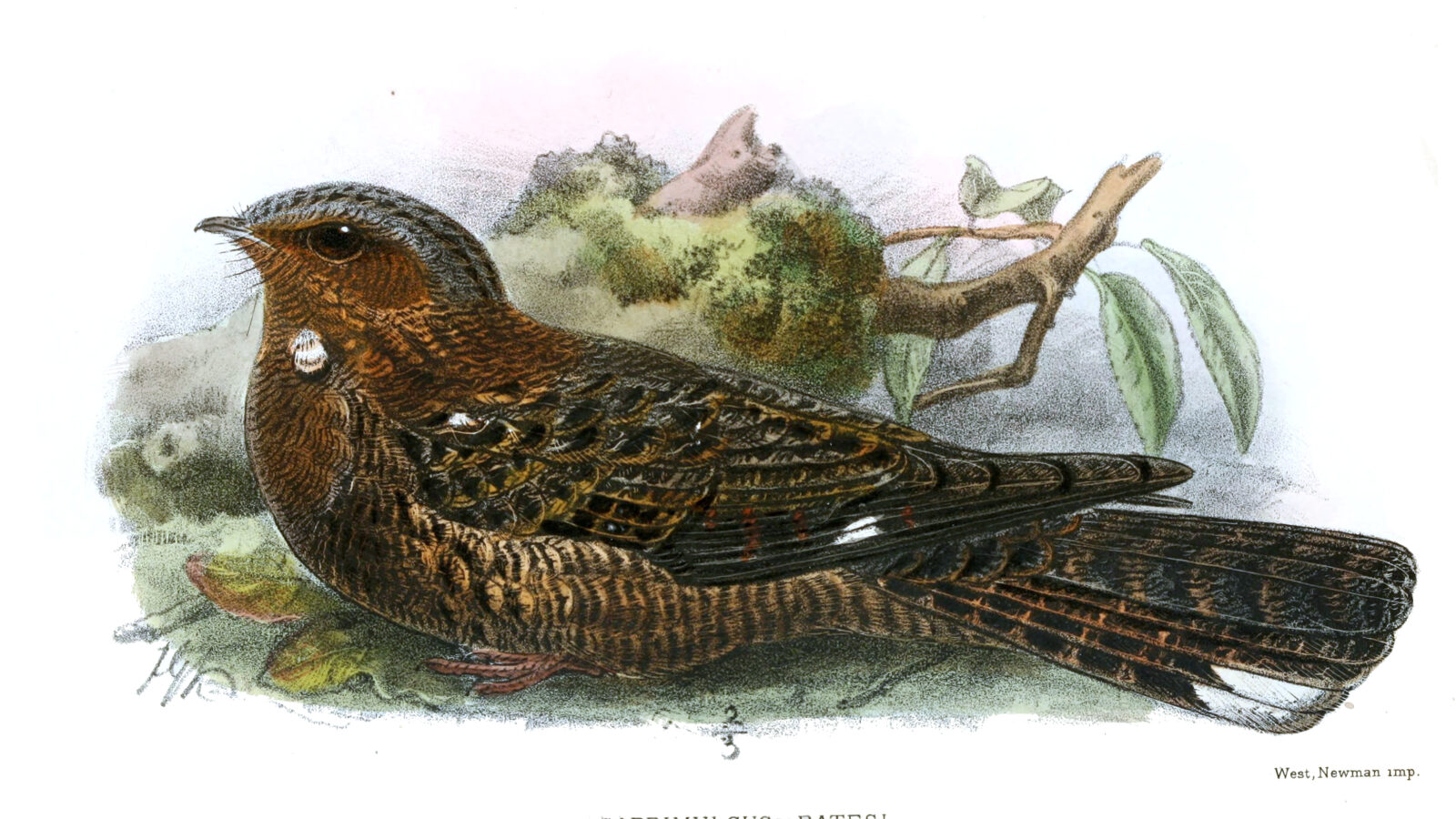 Bates’s Nightjar