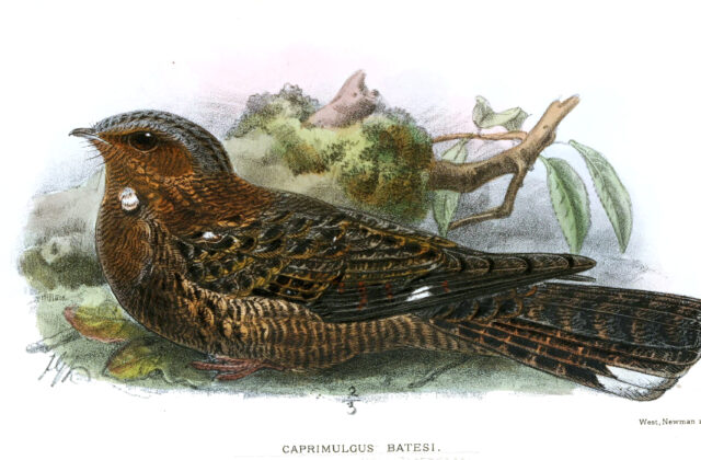 Bates’s Nightjar